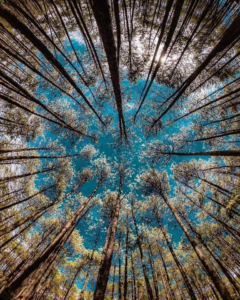 Le ciel au travers des arbres