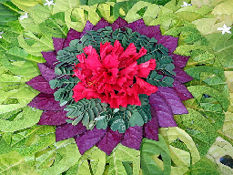 Mandala fleuri