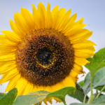 Une fleur de tournesol